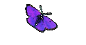 Medina