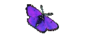 Szylla